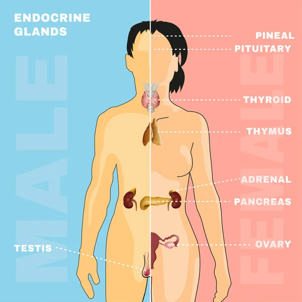 Endocriene systeem-Image — Stockvector