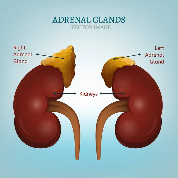 Adrenal Glands Image — Stock Vector