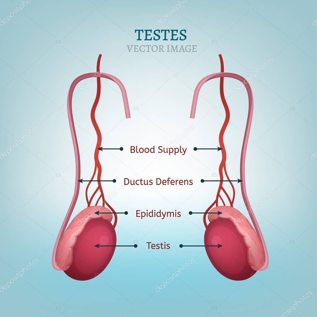 Male Testes Image