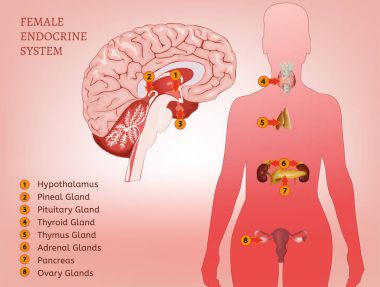 Endocrine System Woman clipart