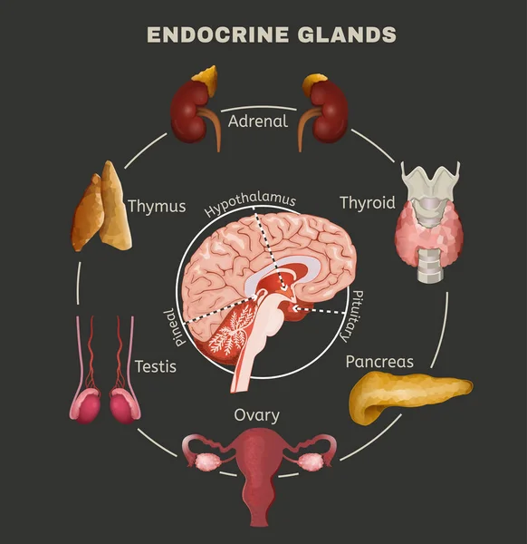 Imagen del sistema endocrino — Vector de stock