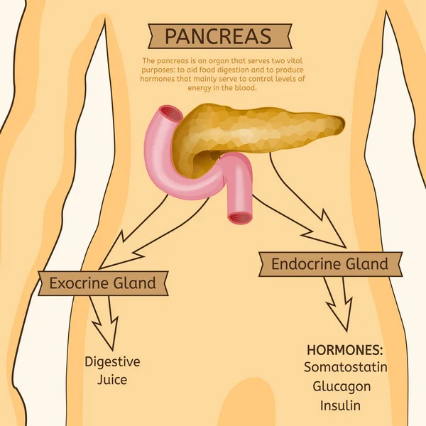 Imagen del vector del páncreas — Vector de stock