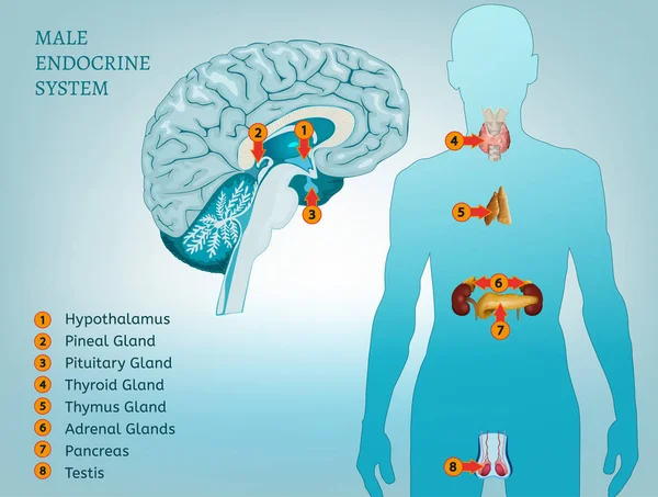 Imagen del sistema endocrino — Vector de stock