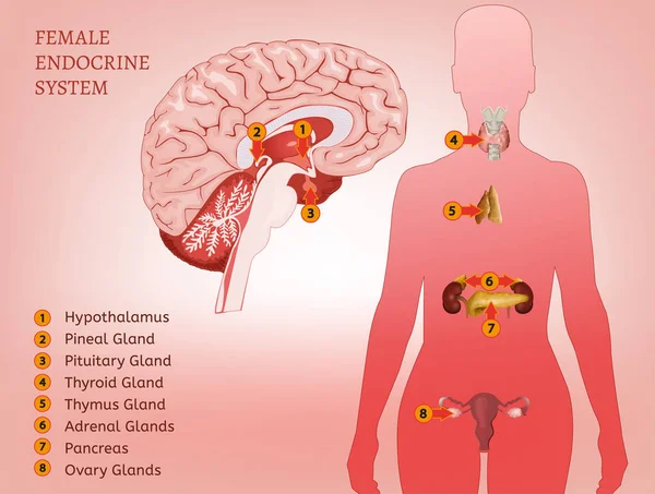 Sistema endocrino Mujer — Archivo Imágenes Vectoriales