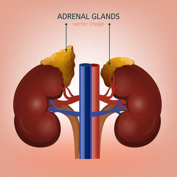 Imagen de las glándulas suprarrenales — Vector de stock