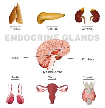 Endocrine Glands Image clipart