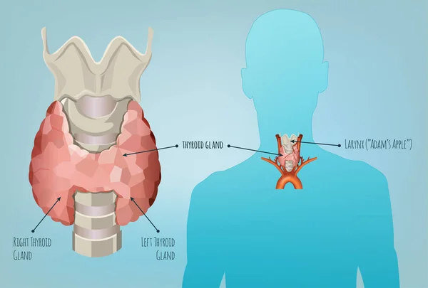 Imagen del sistema tiroideo — Vector de stock