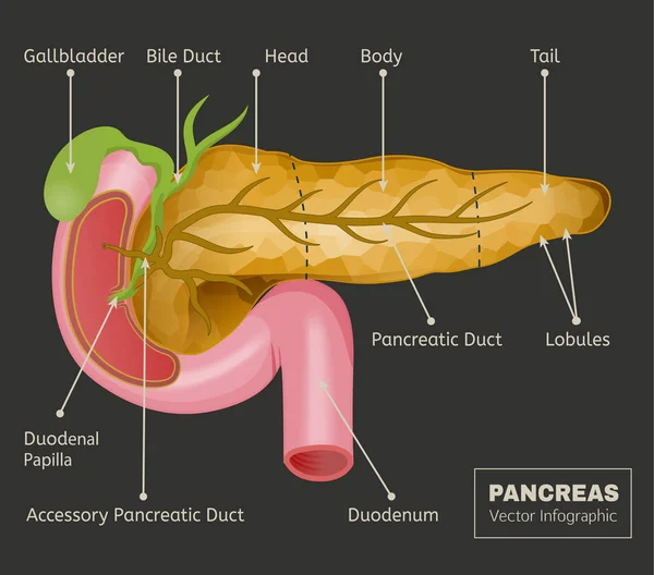 Imagen del vector del páncreas — Vector de stock