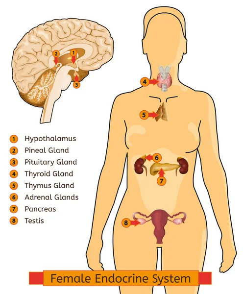 Wanita Sistem Endocrine - Stok Vektor