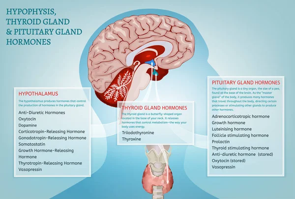 Imagen del sistema endocrino — Vector de stock