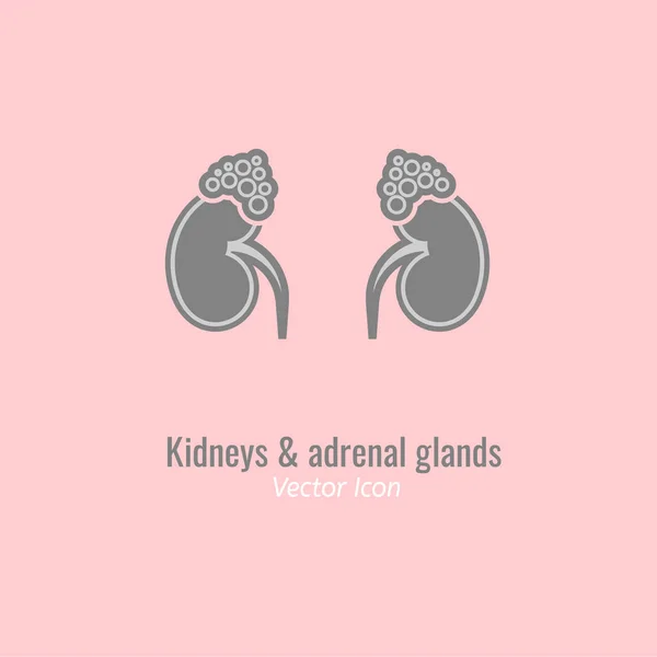 Imagen de las glándulas endocrinas — Vector de stock