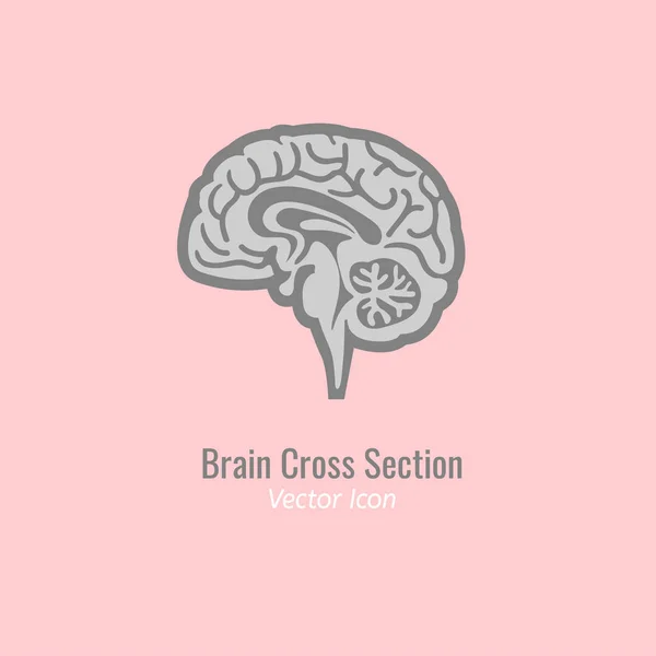Sección transversal del cerebro — Vector de stock