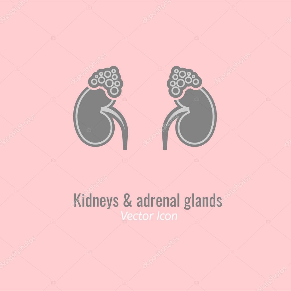 Kidneys and adrenal glands icon in grey colour. Vector illustration in flat style isolated on a light pink background. Minimalistic modern concept.