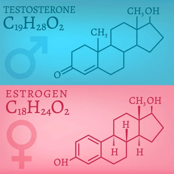Testosterona e estrogênio —  Vetores de Stock