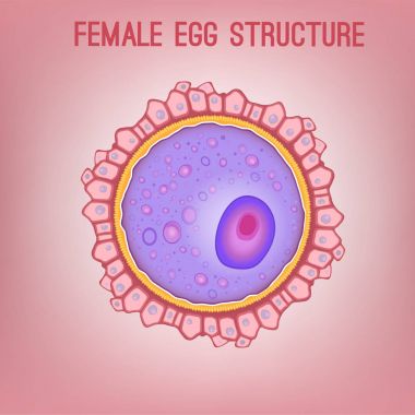 Female egg structure clipart
