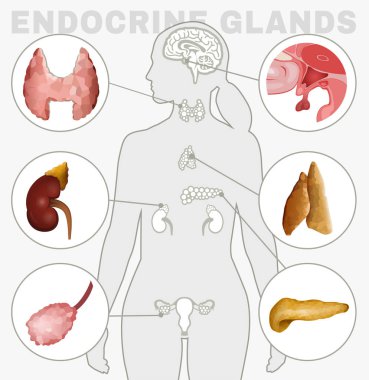 Endocrine Glands Image clipart