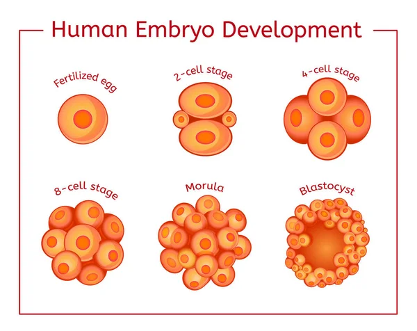 Embrió fejlődése kép — Stock Vector