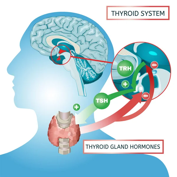 Cartel del sistema tiroideo — Vector de stock