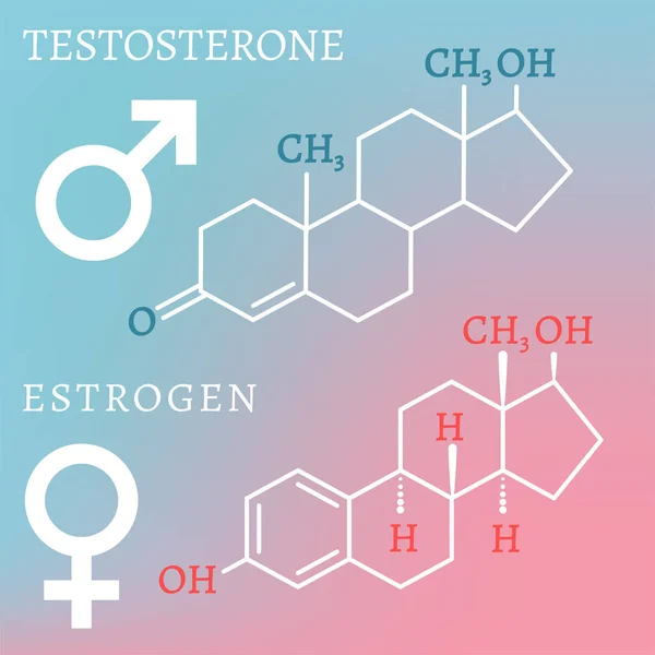 Testosterona e estrogênio —  Vetores de Stock