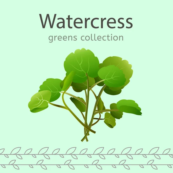 Watercress vector illustration — Stock Vector