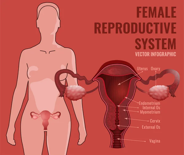 Sistema reprodutor feminino —  Vetores de Stock