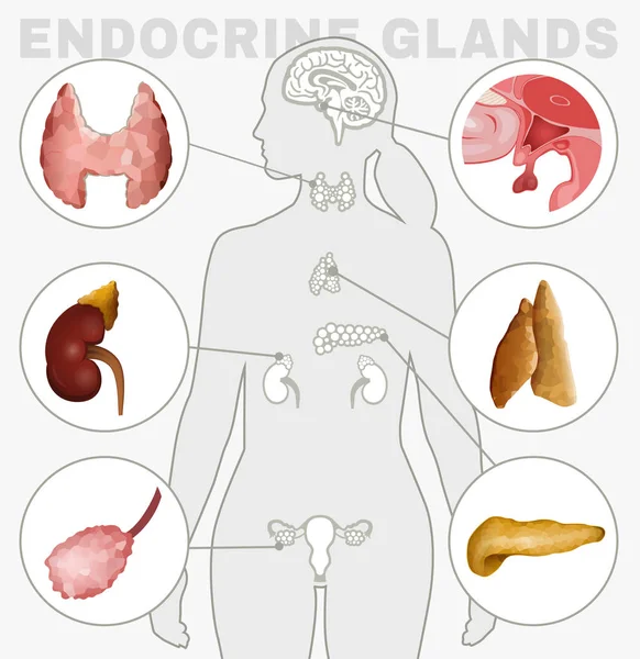 Imagen de las glándulas endocrinas — Vector de stock
