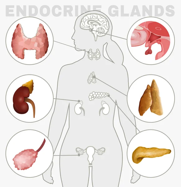 Gambar Endocrine Glands - Stok Vektor