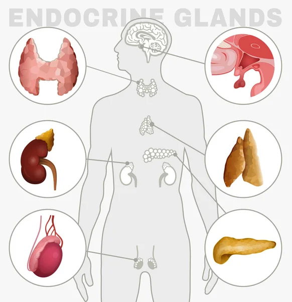 Imagem das glândulas endócrinas —  Vetores de Stock