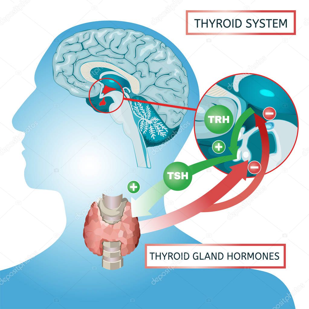 Thyroid System Poster