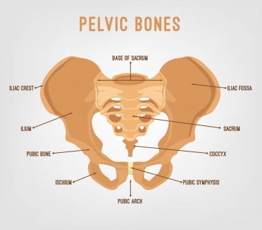 İnsan Pelvis görüntü