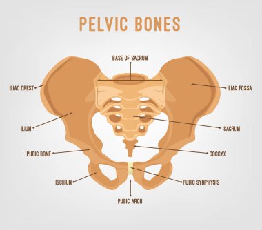 Human Pelvis Image clipart