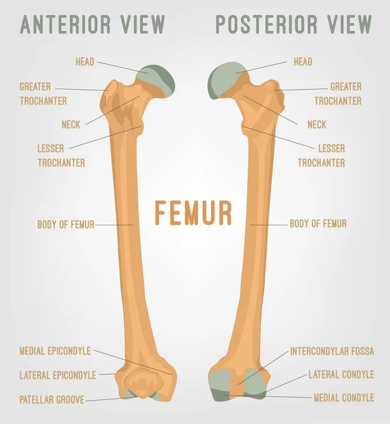 Huesos humanos de fémur — Vector de stock