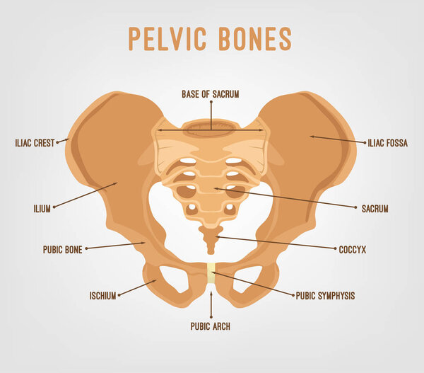 Human Pelvis Image