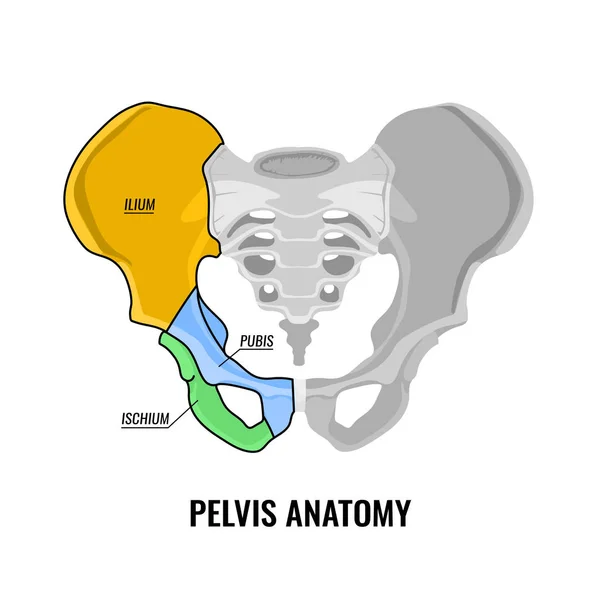 Esquema de anatomía de la pelvis — Vector de stock