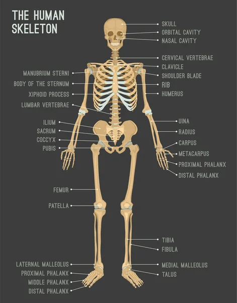 Imagen del esqueleto humano — Vector de stock