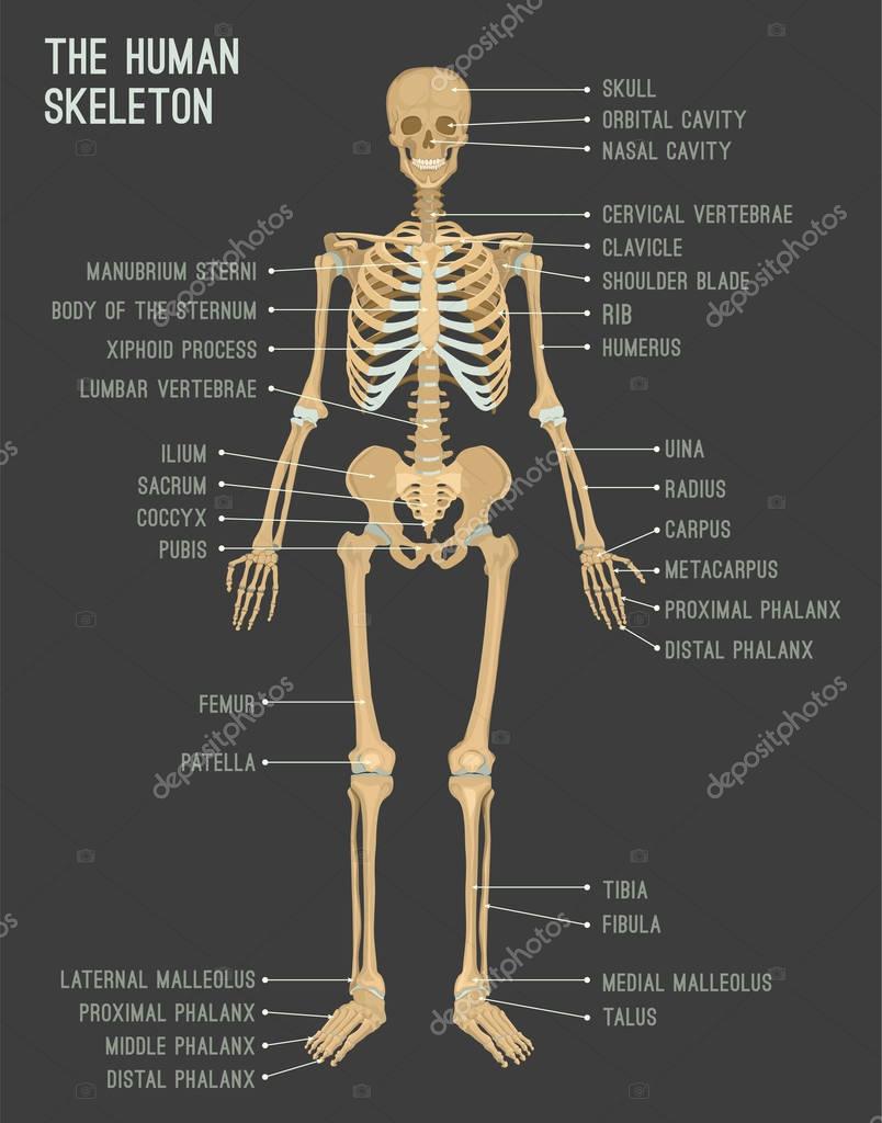 Human skeleton image — Stock Vector © annyart #177550034