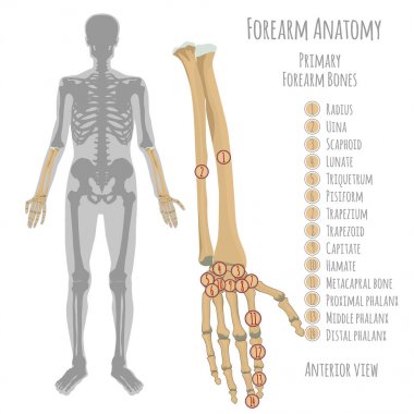 Male forearm bones anatomy clipart