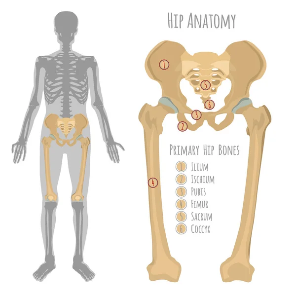 男性髋部骨骼解剖 — 图库矢量图片
