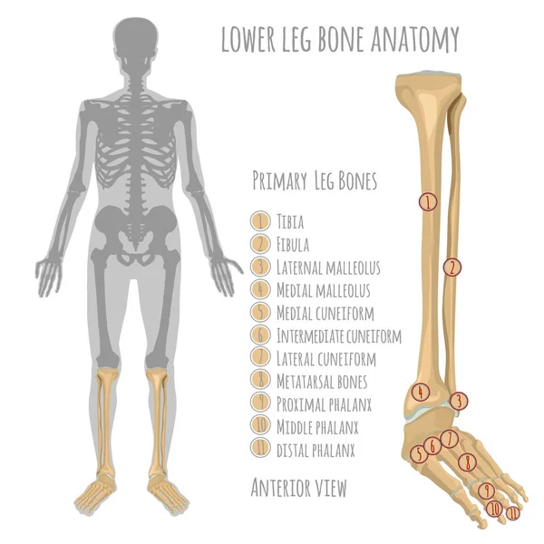 Anatomia óssea da perna inferior — Vetor de Stock