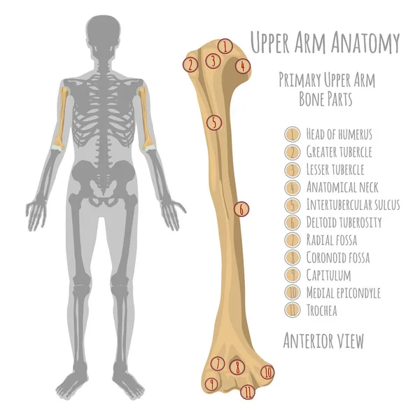 Anatomía del brazo humano — Vector de stock