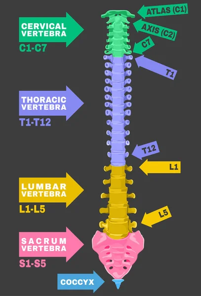 Human Spine Column — Stock Illustration Human Spine Column Stock Illustration