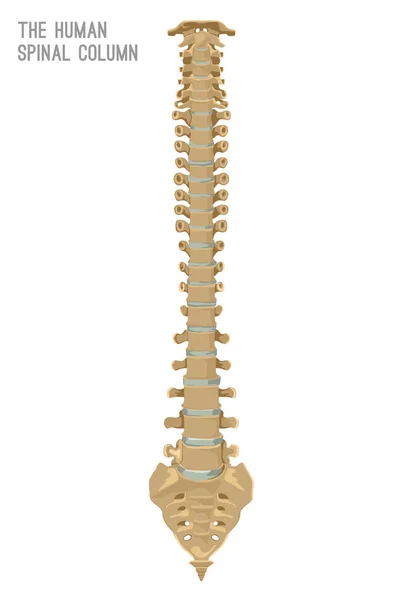 Columna columna vertebral humana — Vector de stock