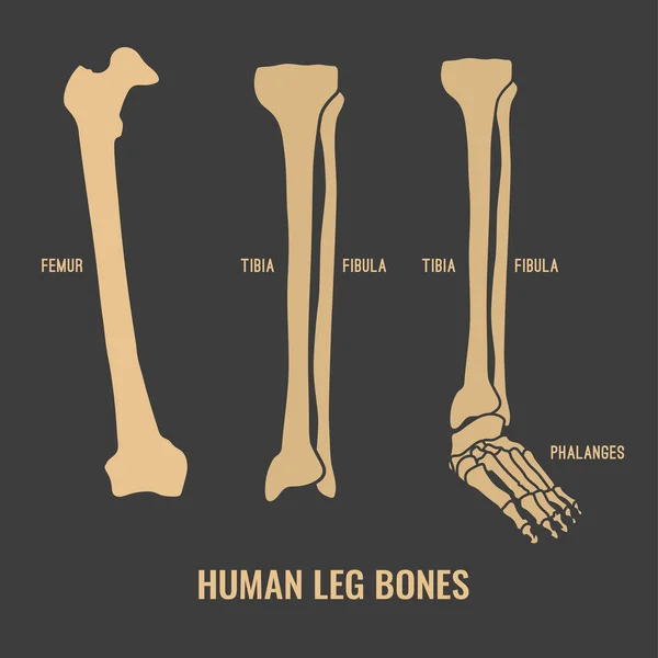 Huesos de esqueleto humano — Archivo Imágenes Vectoriales