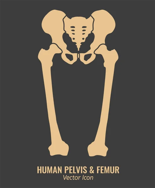 Ossos da anca humana —  Vetores de Stock