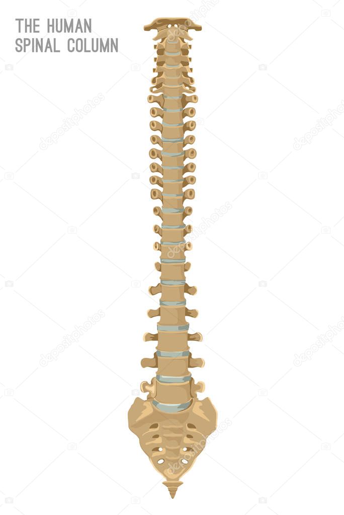 Human Spine Column