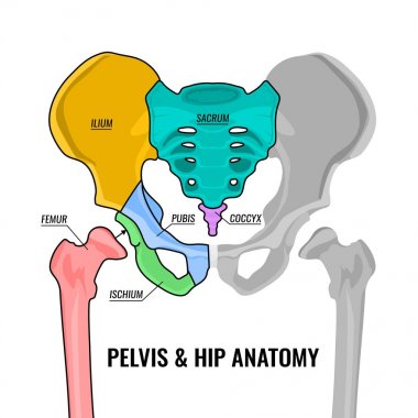 Pelvis Anatomy Scheme clipart