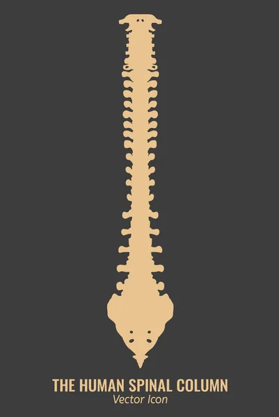 İnsan omurga sütun — Stok Vektör