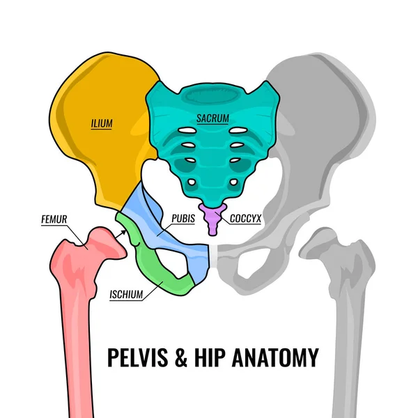 Bekken anatomie regeling — Stockvector