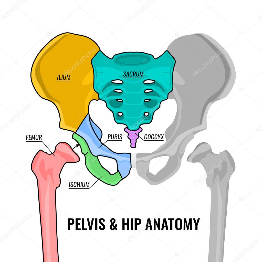 Pelvis Anatomy Scheme