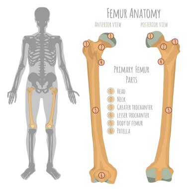 Male hip bone anatomy clipart